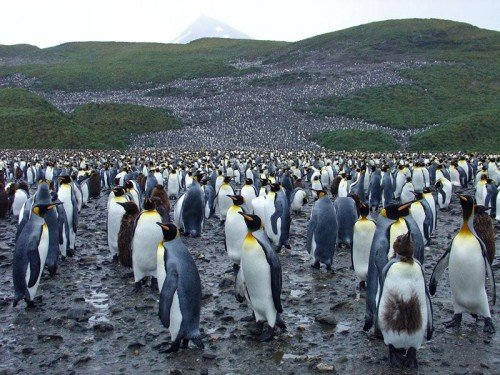 фото: Животные Антарктики
