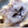 Воспитание кошек и секреты их поведения