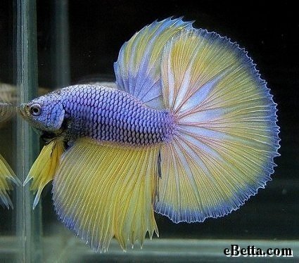 yellow-indigo-betta-fish