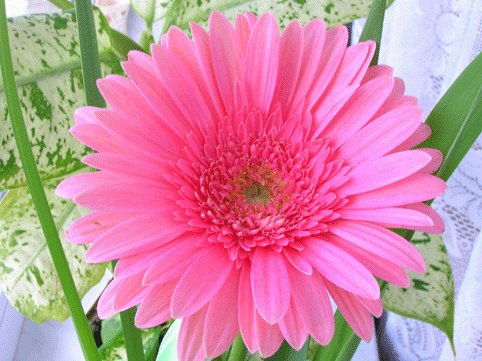 http://znamus.ru/img/page/2008-07-16/gerbera/56020808.jpg