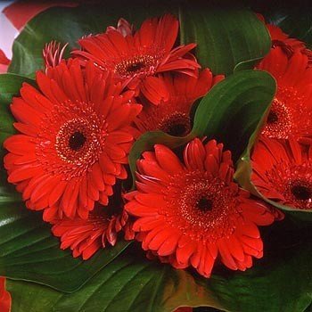 http://znamus.ru/img/page/2008-07-16/gerbera/85536948.jpg